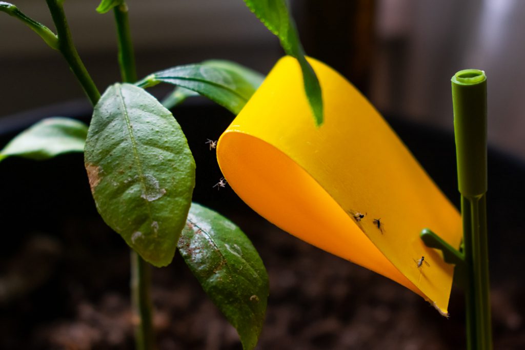 Fungus Gnats in Plants being trapped by yellow sticky tape