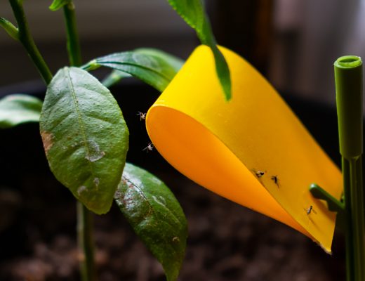 Fungus Gnats in Plants being trapped by yellow sticky tape