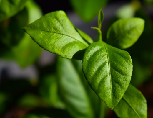 A little lemon tree leaf in an article to make indoor gardening more Eco-Friendly