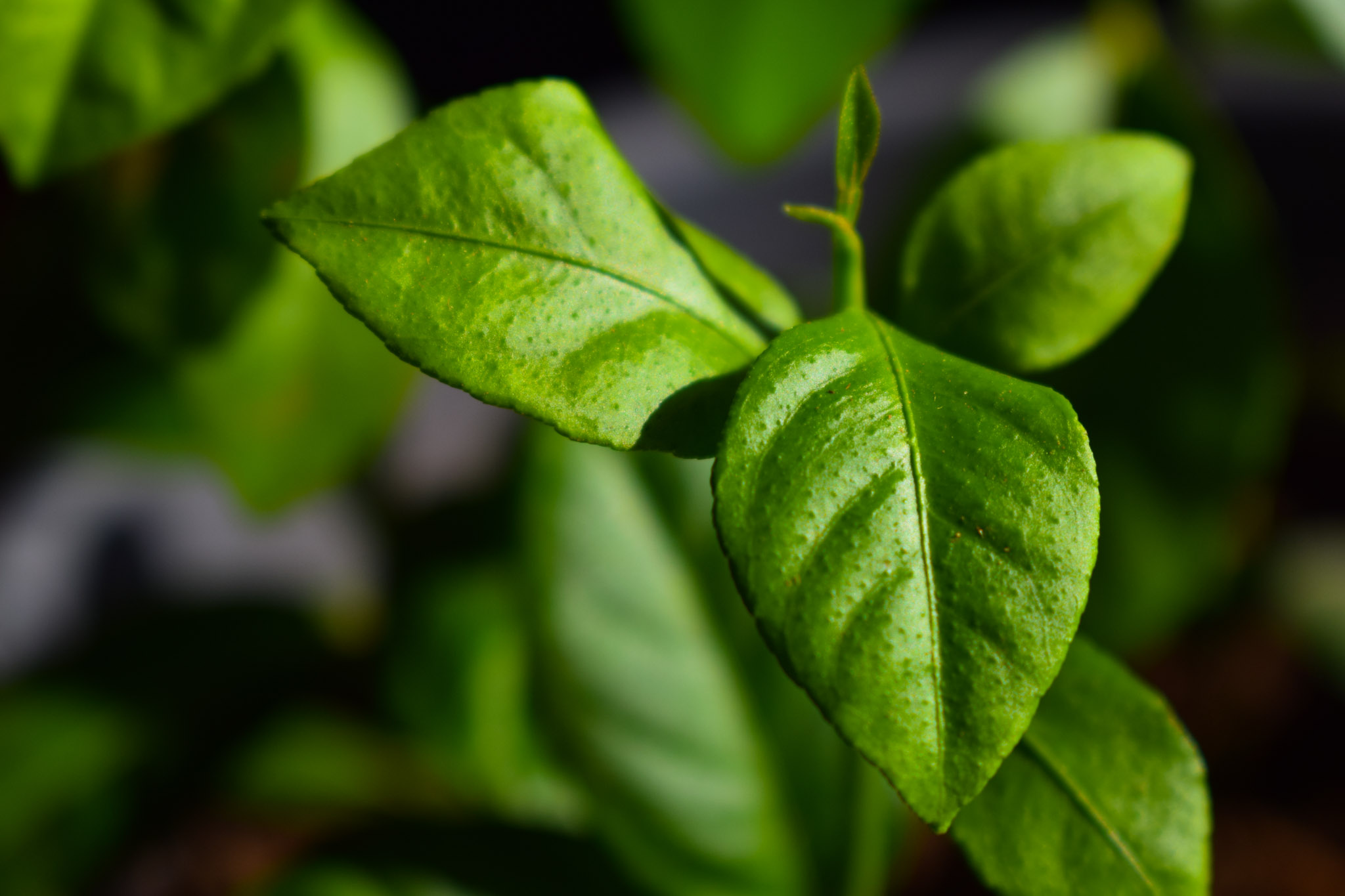 A little lemon tree leaf in an article to make indoor gardening more Eco-Friendly