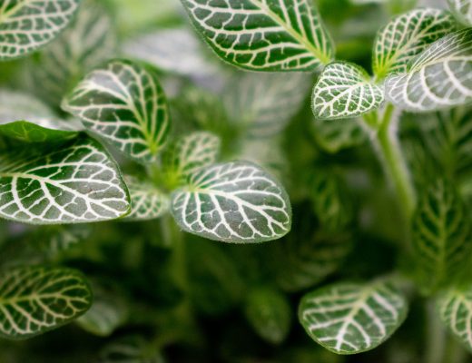 Fittonia plant has delicate green leaves and beautiful white details veining throughout