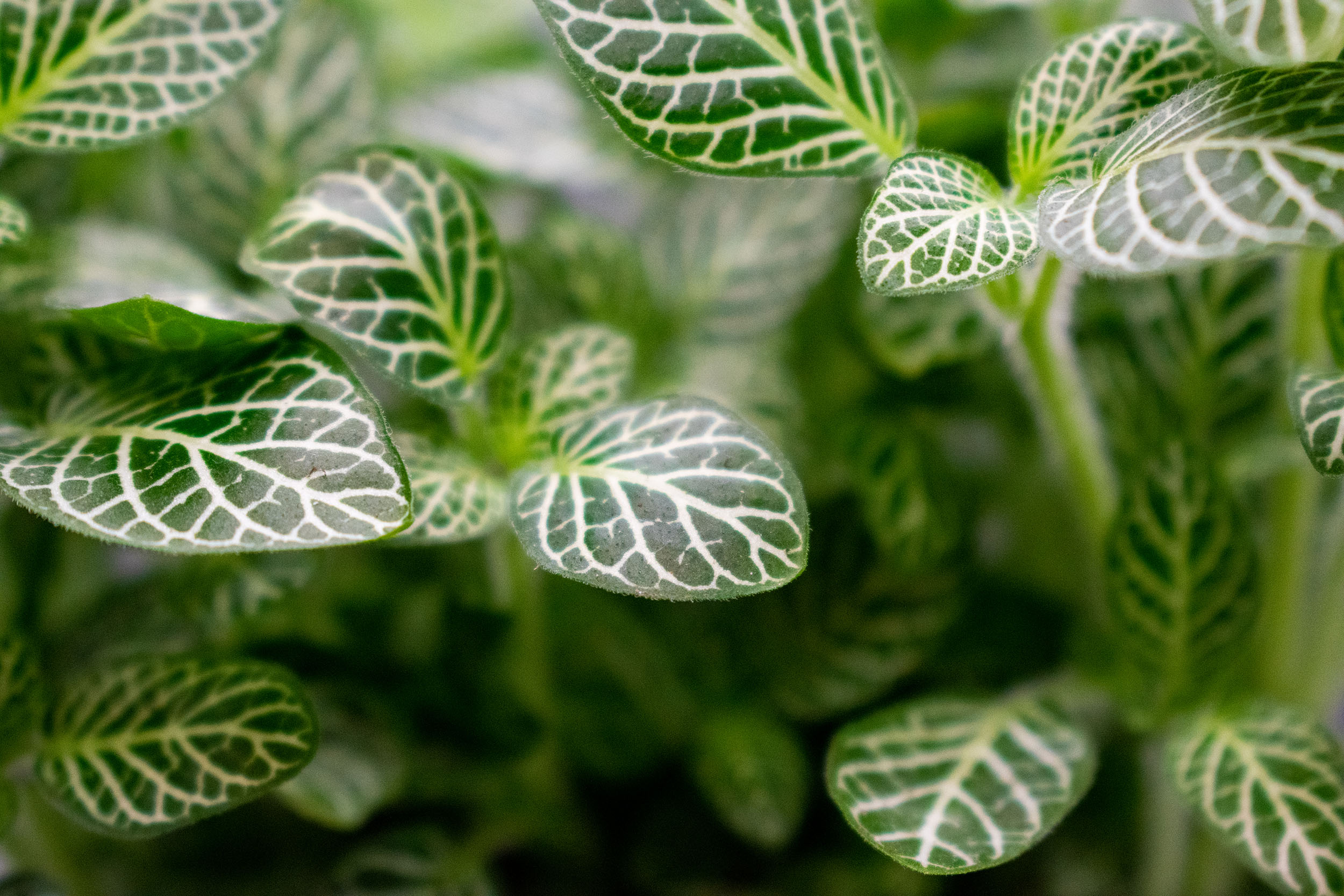 Fittonia plant has delicate green leaves and beautiful white details veining throughout