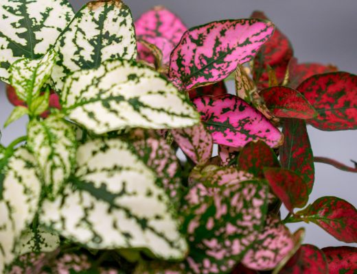 polka dot plant is one gift ideas for gardeners