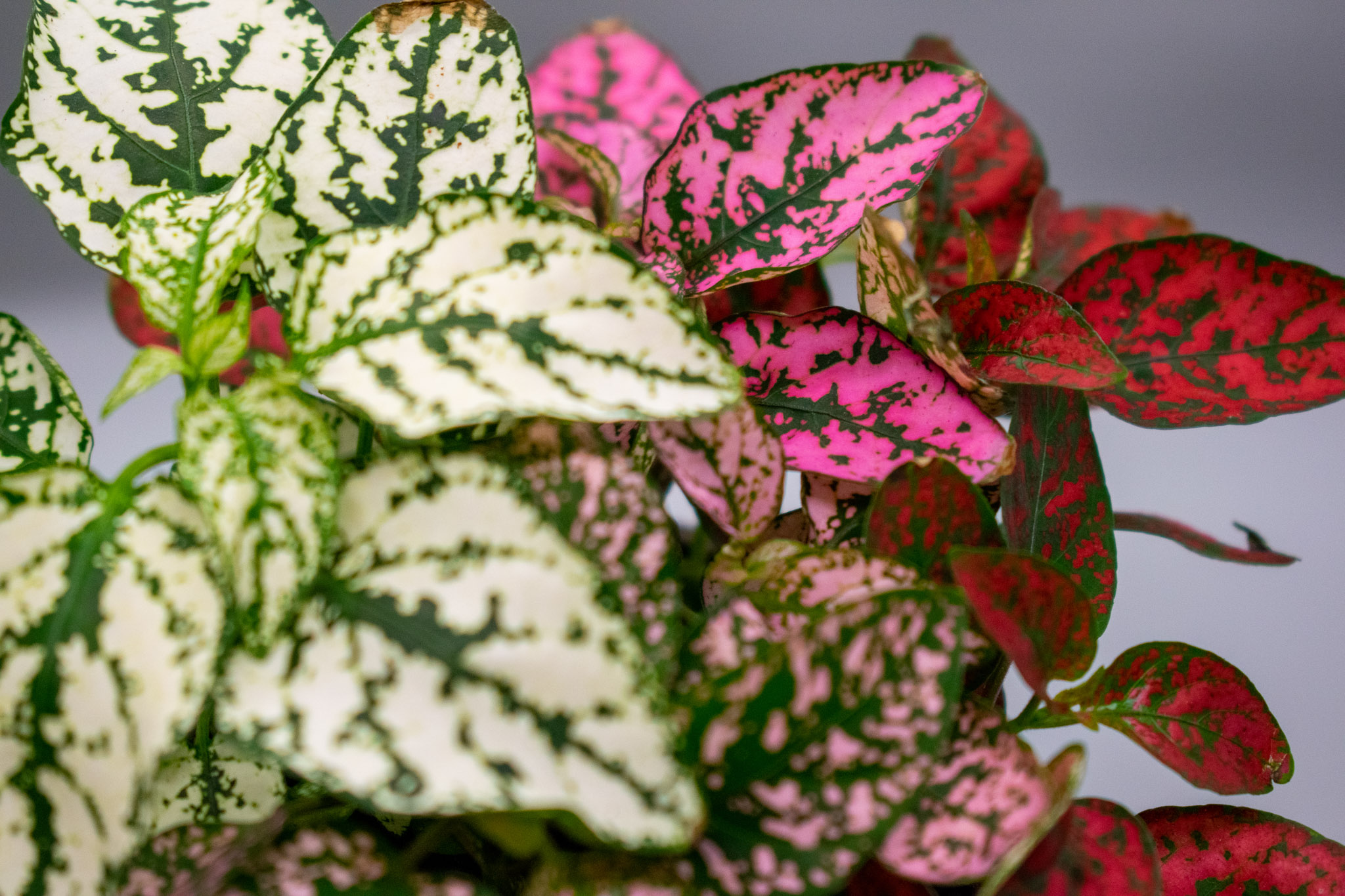 polka dot plant is one gift ideas for gardeners