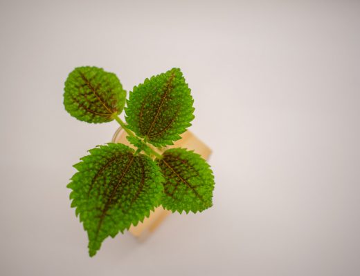 Pilea Mollis cutting in a propagation station, on a white background.