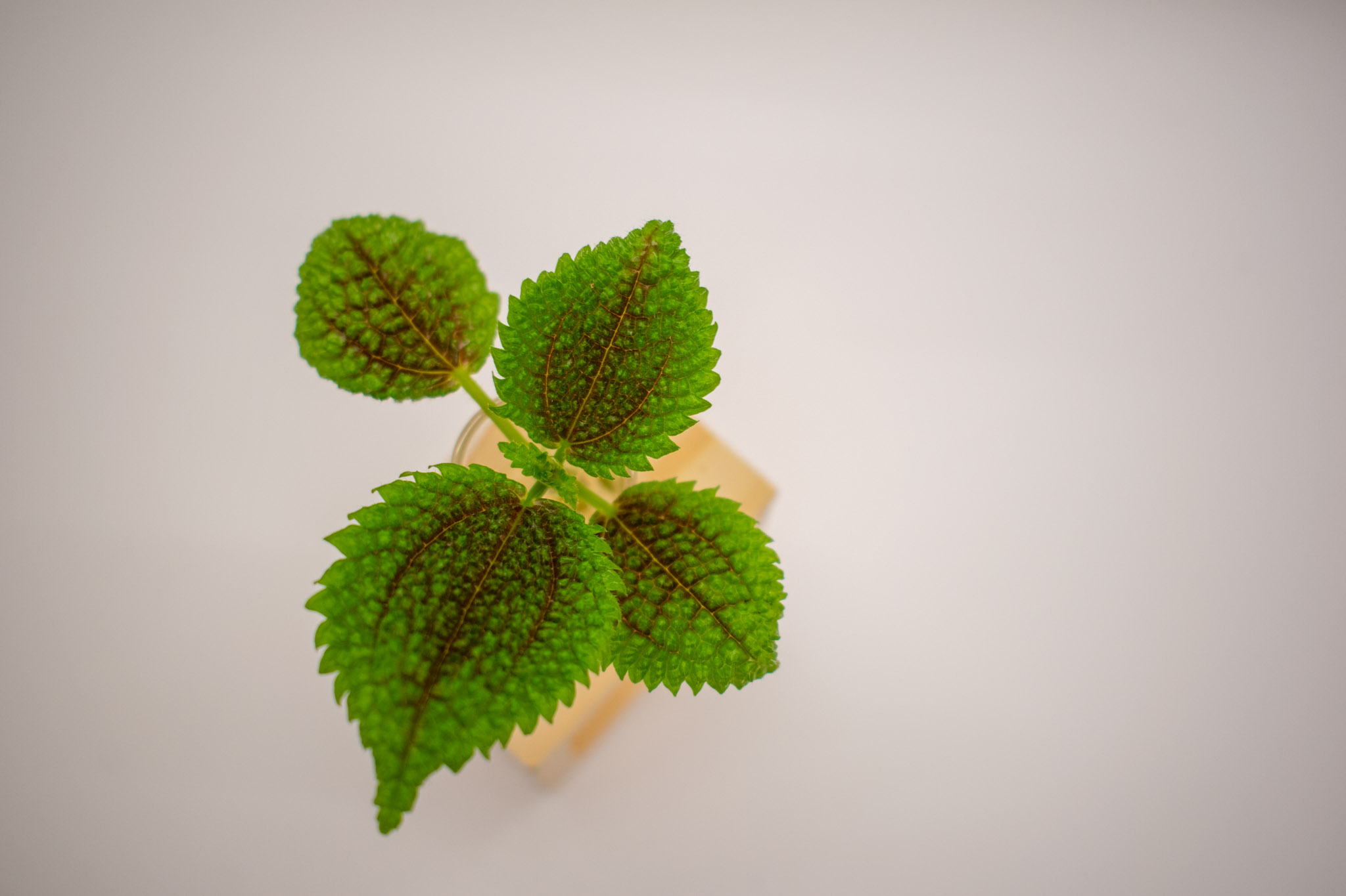 Pilea Mollis cutting in a propagation station, on a white background.