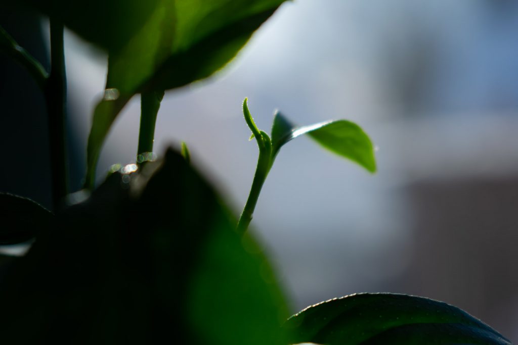 Lemon tree tiny leaf