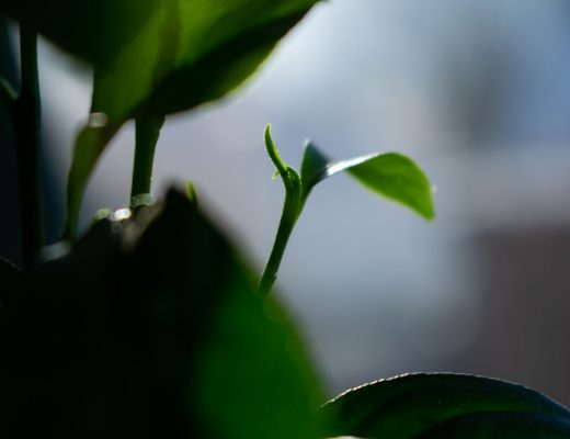 Lemon tree tiny leaf