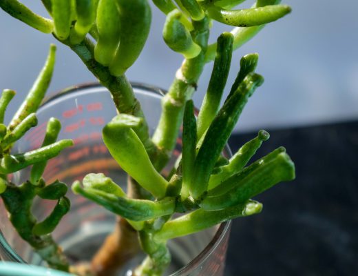 Jade Gollum Plant in a cylinder measuring cup with red writing