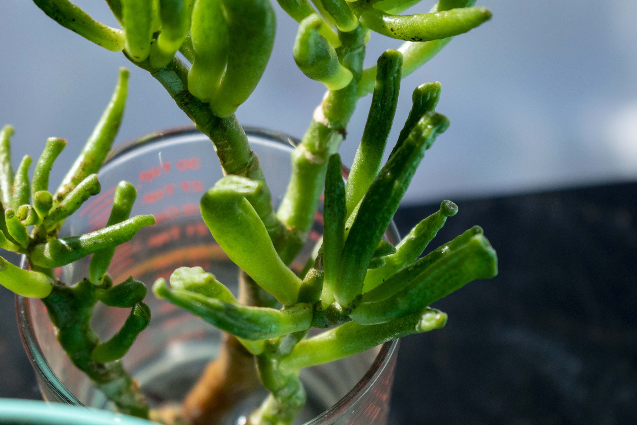 Jade Gollum Plant in a cylinder measuring cup with red writing