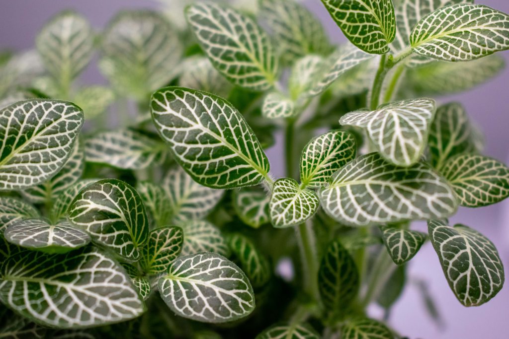 Pictured is a Fittonia plant in bright light with a blurry white background. This close up focuses on the green leaves with white lines, showing the detail of the vein like design of the leaves. 