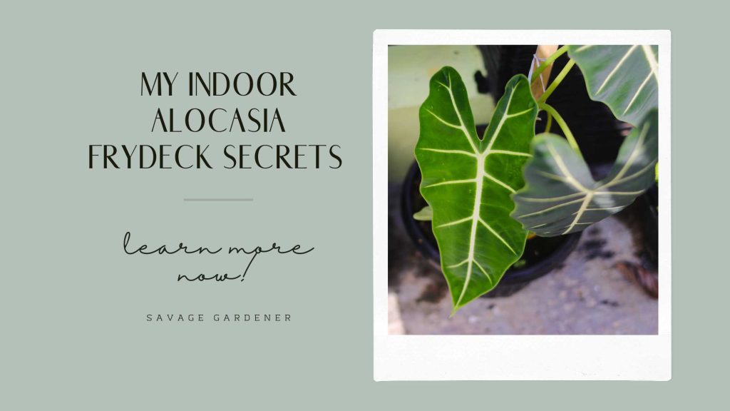 My Alocasia Frydek Secrets. Learn more here! Savagegardener.ca Title graphic, has picture of green Alocasia plant with triangle leaves inside a frame.