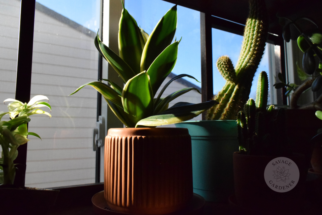 Green snake plant in orange indoor planter, with a cactus in the background in a blue plastic plant pot