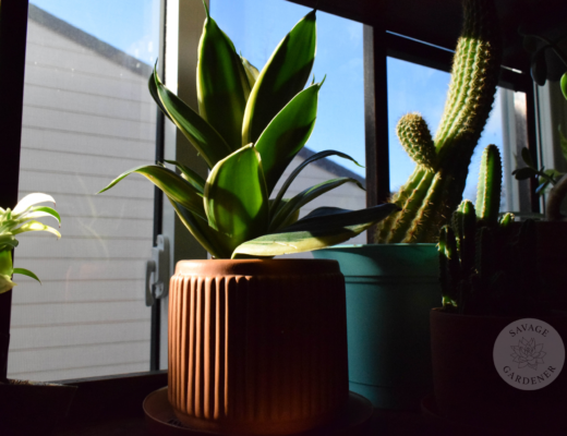 Green snake plant in orange indoor planter, with a cactus in the background in a blue plastic plant pot