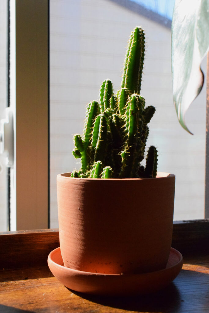 small cactus in a terracotta indoor planter with a drainage tray attached