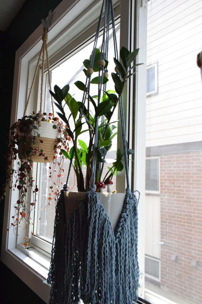 ZZ Plant hanging in a window. This allows it to get filtered light, perfect for ZZ Plant Care