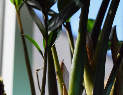 ZZ Plant leaves in focus, showing good ZZ Plant Care