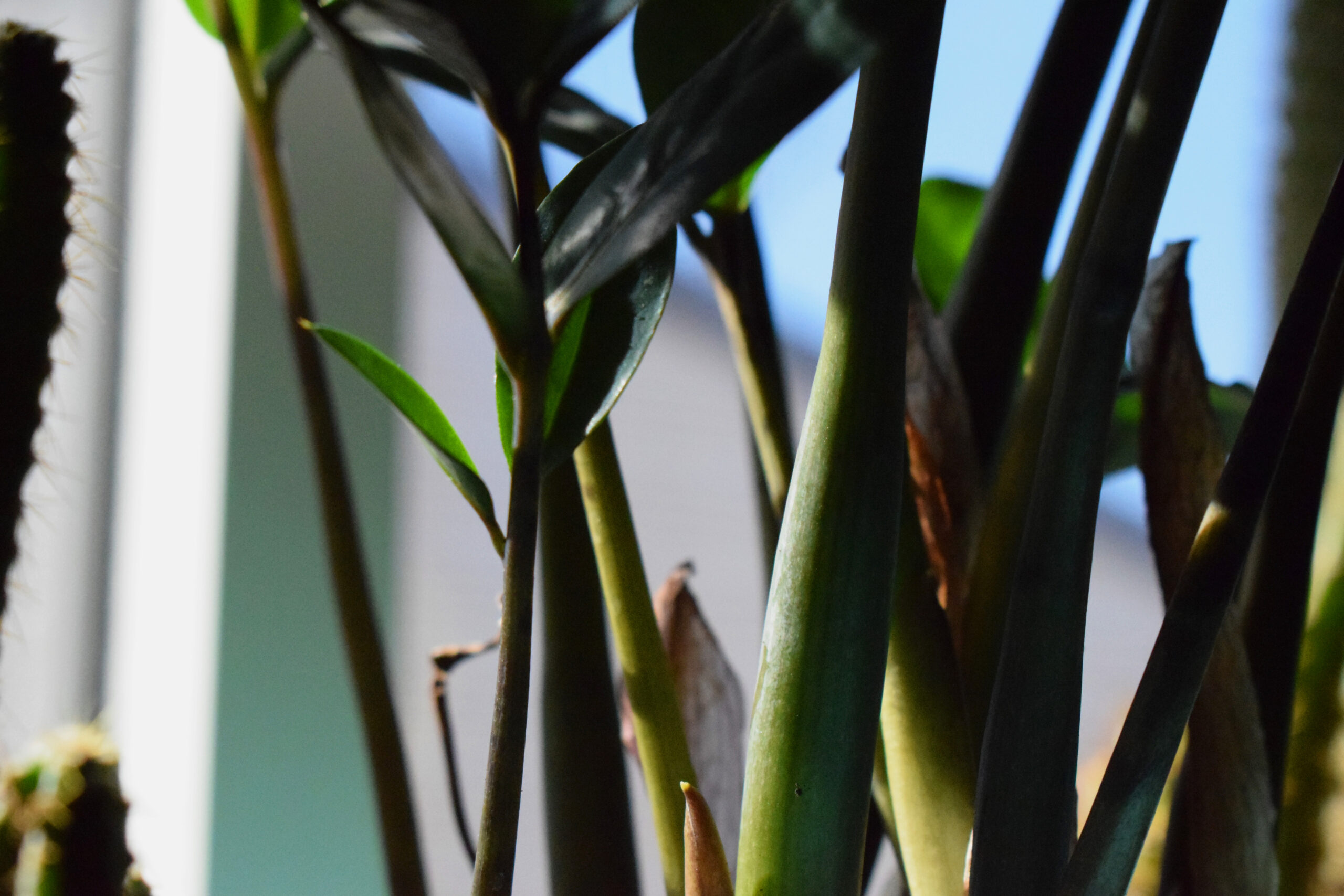 ZZ Plant leaves in focus, showing good ZZ Plant Care