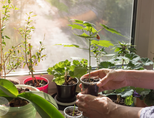 Indoor houseplants can help support your mental health, ditch stressful houseplants!