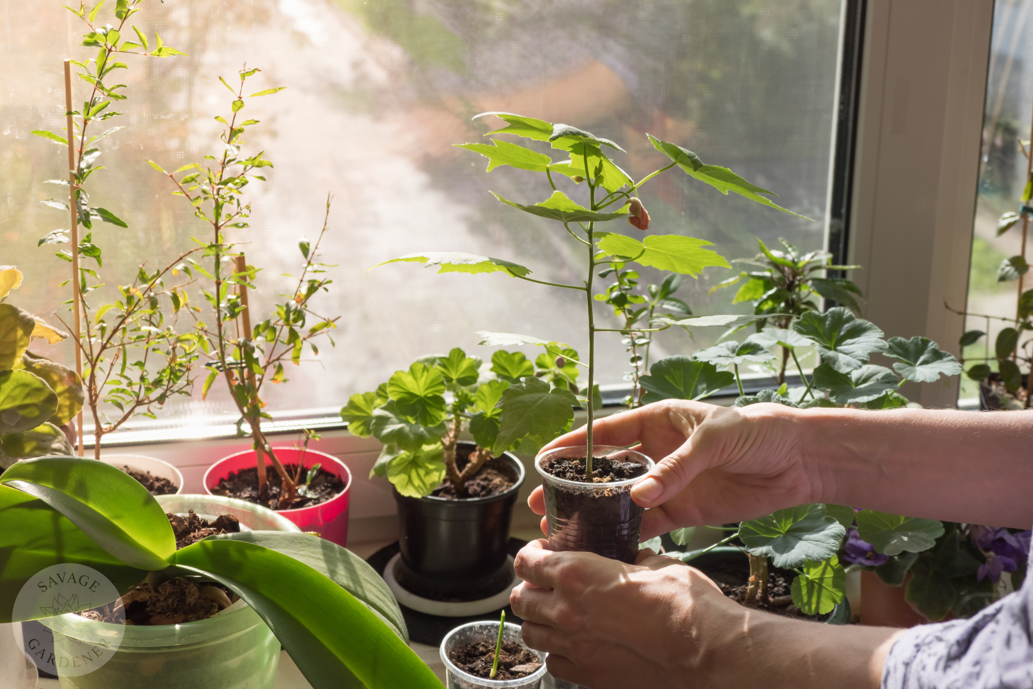 Indoor houseplants can help support your mental health, ditch stressful houseplants!