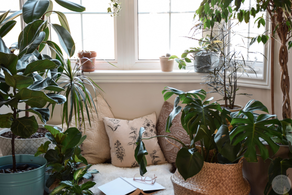 Best indoor plants layered and in a variety of pots near a window