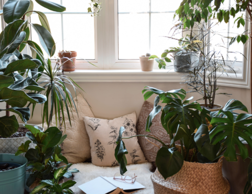 Best indoor plants layered and in a variety of pots near a window