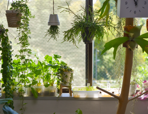 Sun shines on the plant light by the window