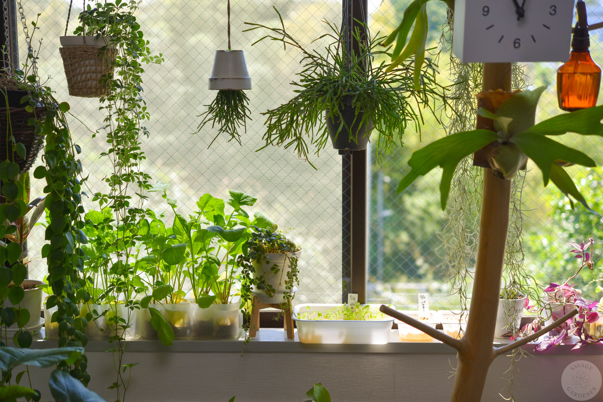 Sun shines on the plant light by the window