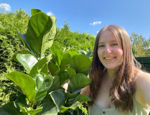 Picture of Brianna and a green Fiddle Leaf Fig plant with big leaves outside on a sunny day. Fiddle Leaf Fig Care to help keep your plant alive.