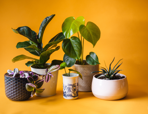 Yellow Leaves aren't the death of your plant! Beautiful healthy houseplants sit on a yellow backdrop.