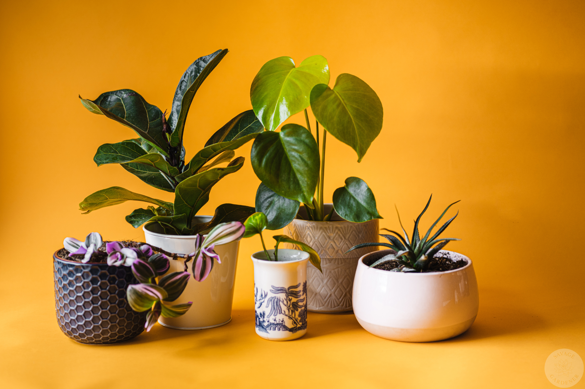 Yellow Leaves aren't the death of your plant! Beautiful healthy houseplants sit on a yellow backdrop.